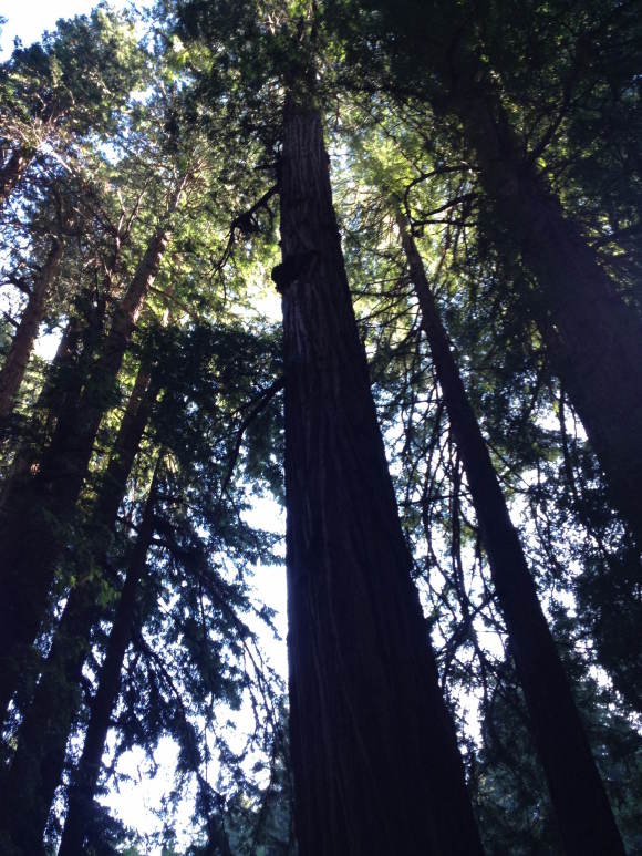 Parshat Vayetzei: From Ladders to Redwoods